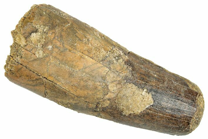 Fossil Spinosaurus Tooth - Feeding Worn Tip #348624